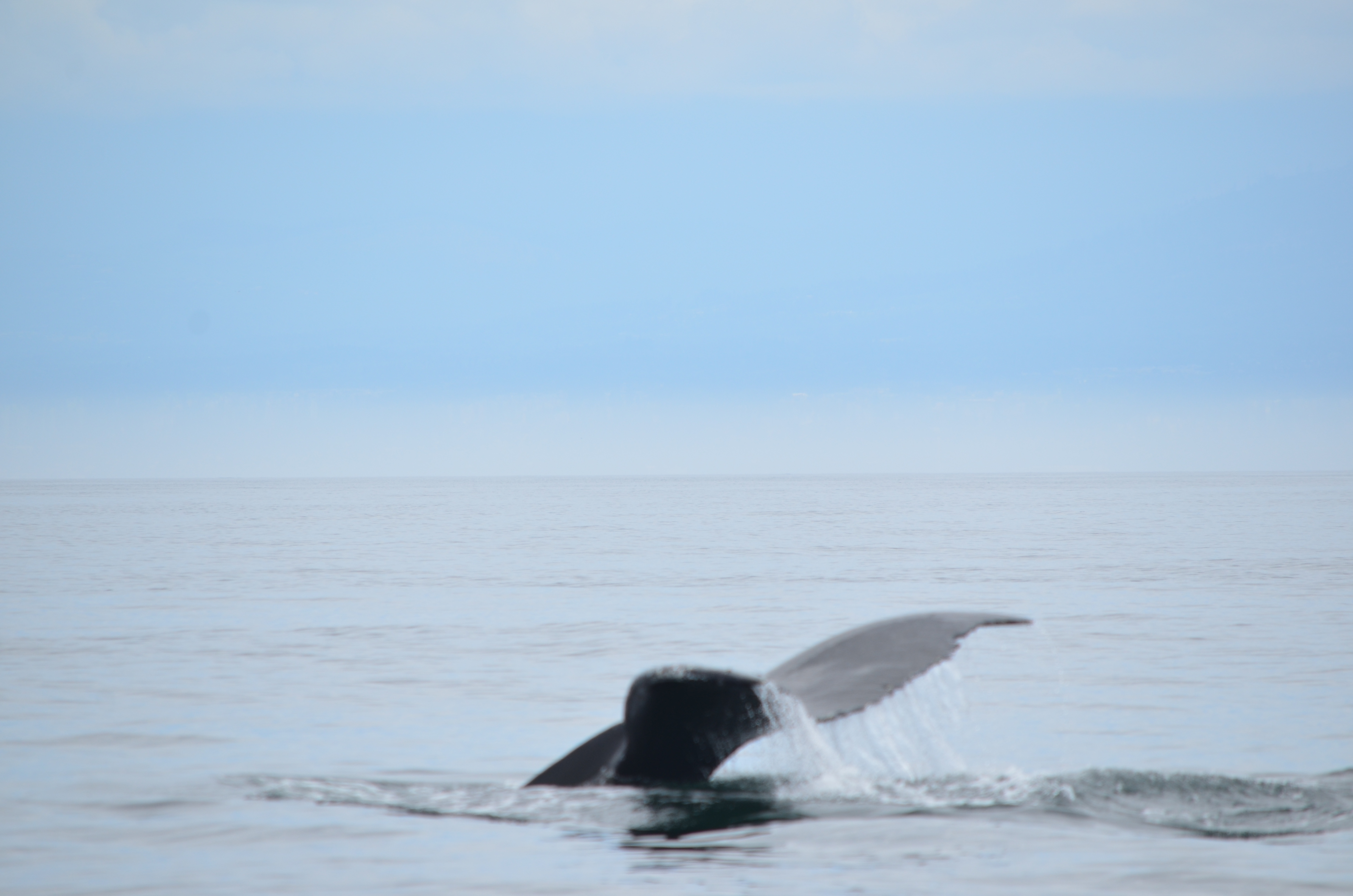 photos/wildlife/Mammal_Species/Humpback Whale/DSC_0122.JPG